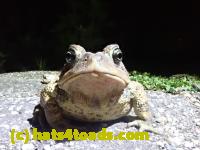 /home//u458753944/public_html/sourcegallery//Roxborough Toad Detour/2021/2021-04-27/P4270278.JPG